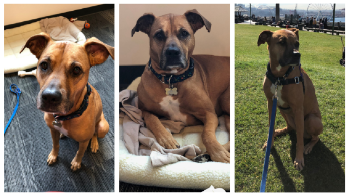 kikidogsofamazon-cb438694272.png