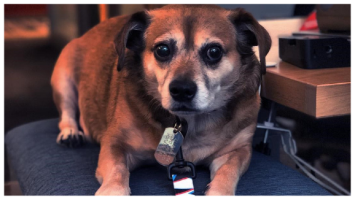 baxter-cb1546472008.png