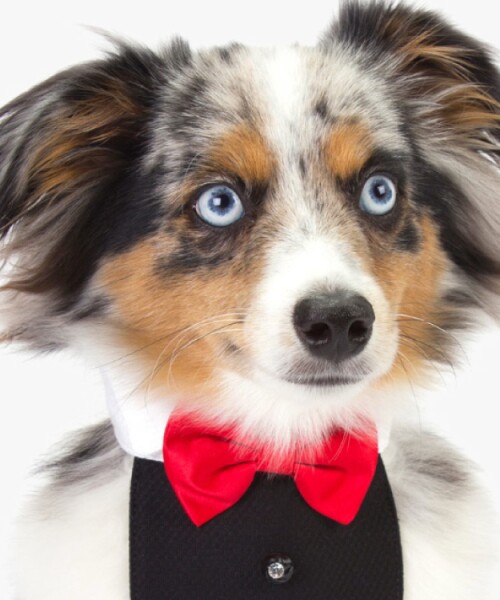 FourPawPlace_DealsInline_1.jpg