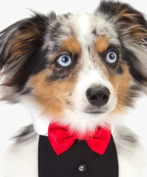 FourPawPlace_DealsInline_1.jpg