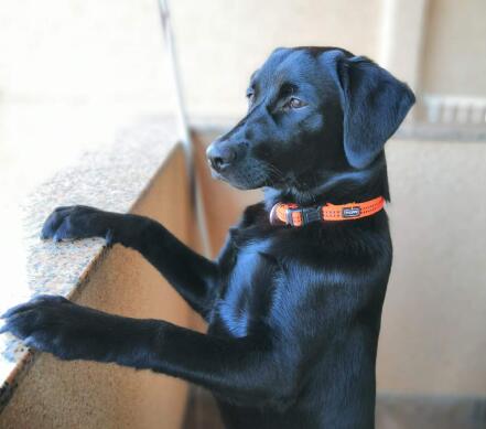 wfh-dogsinline-elly-cb1198675309.jpg