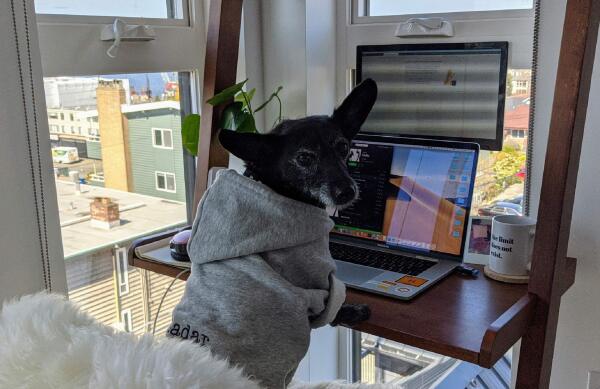 wfh-dogsinline-radar-cb1198675309.jpg