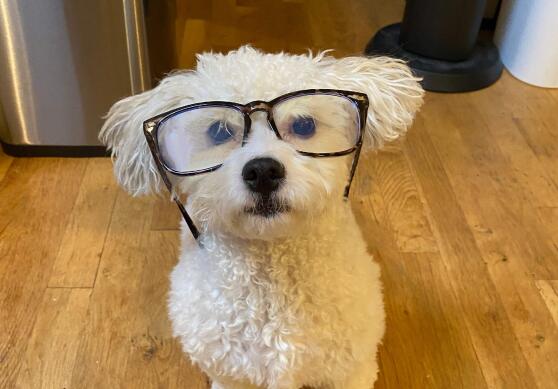 wfh-dogsinline-rosie-cb1198675309.jpg