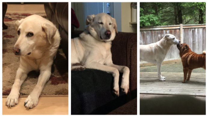 baileydogsofamazon-cb438904086.png