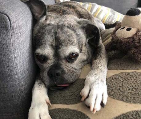 wfh-dogsinline-nova-cb1198675309.jpg
