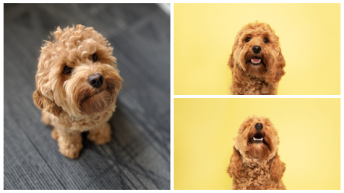 rielydogsofamazon-cb1566423417.png