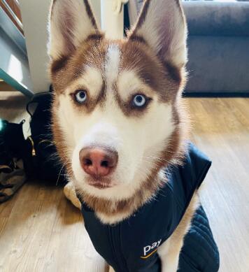 wfh-dogsinline-cooper-cb1198675309.jpg