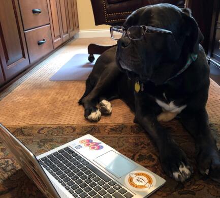 wfh-dogsinline-rue-cb1198675309.jpg