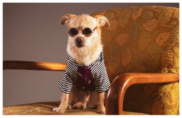 pwproaring20s-inline-petprojectla-cb1584126556.jpg