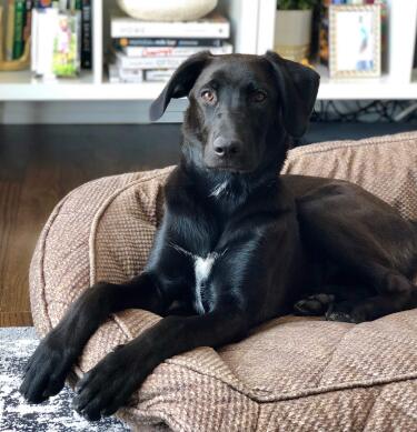 wfh-dogsinline-stevie-cb1198675309.jpg
