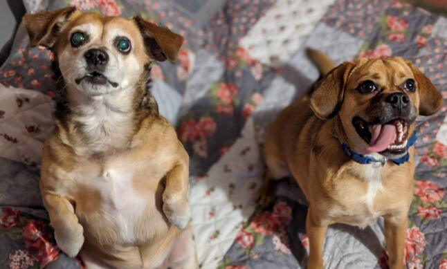 wfh-dogsinline-baxterandbrowser-cb1198675309.jpg