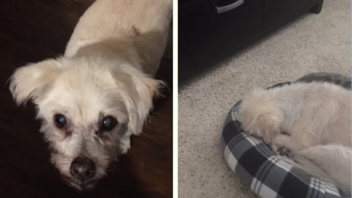bakerdogsofamazon-cb1566274944.png