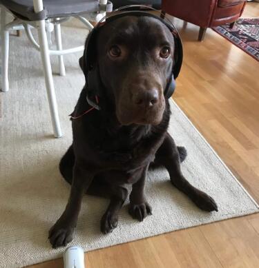 wfh-dogsinline-lexi-cb1198675309.jpg