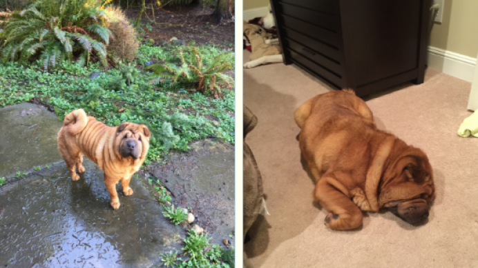 stolidogsofamazon-cb438909570.png