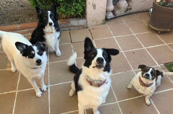 wfh-dogsinline-4dogs-cb1198675309.jpg