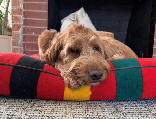 wfh-dogsinline-charlie-cb1198675309.jpg