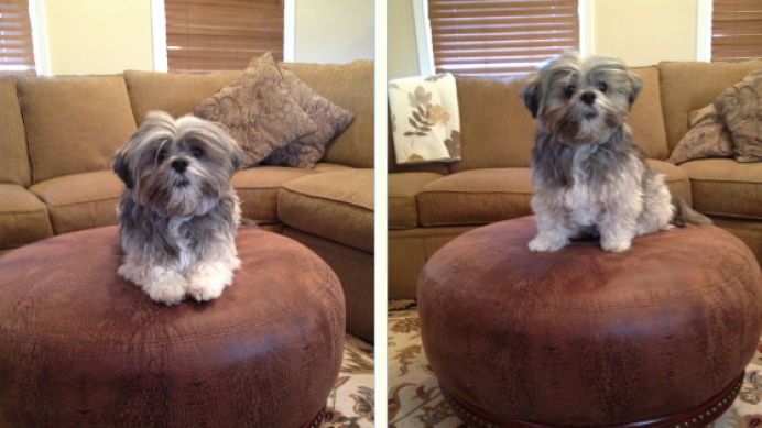 samaradogsofamazon-cb438694005.png