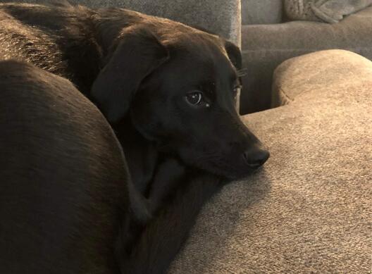 wfh-dogsinline-paisley-cb1198675309.jpg