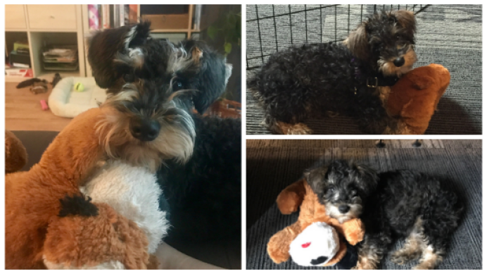 shirleydogsofamazon-cb438693940.png