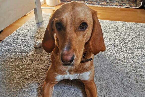 wfh-dogsinline-phoebe-cb1198675309.jpg
